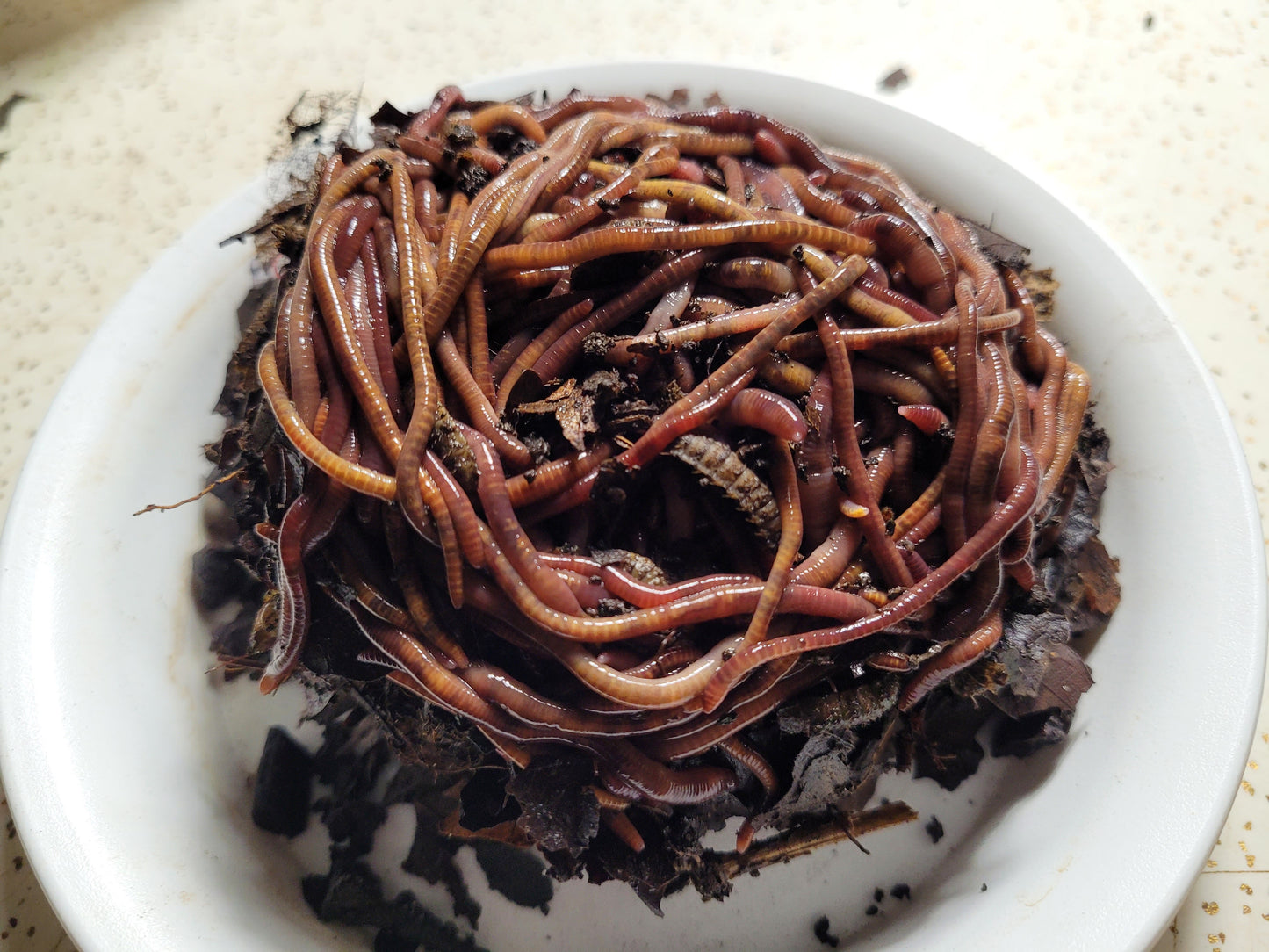 Composting Worms, Red Wigglers