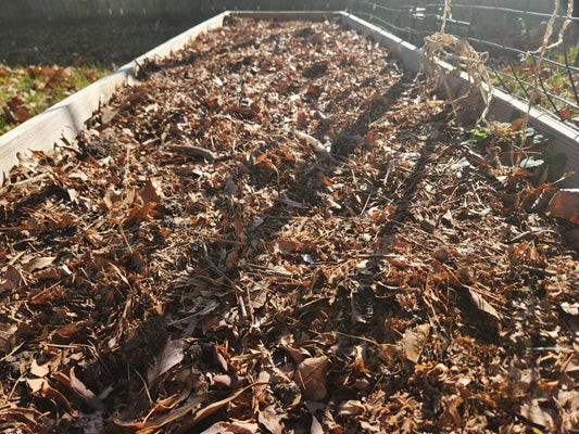 The "Lazy" Winter Garden: Why January is the Best Time for Soil Prep